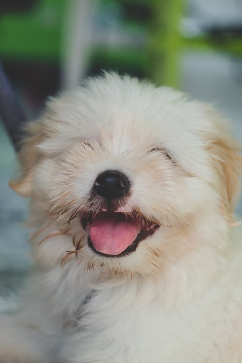 Un cane felice