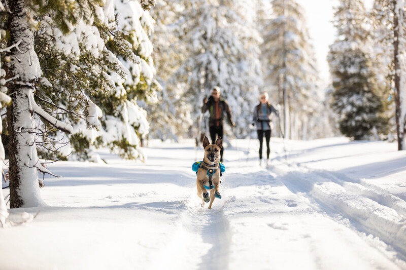 Proteggere il cane dal freddo