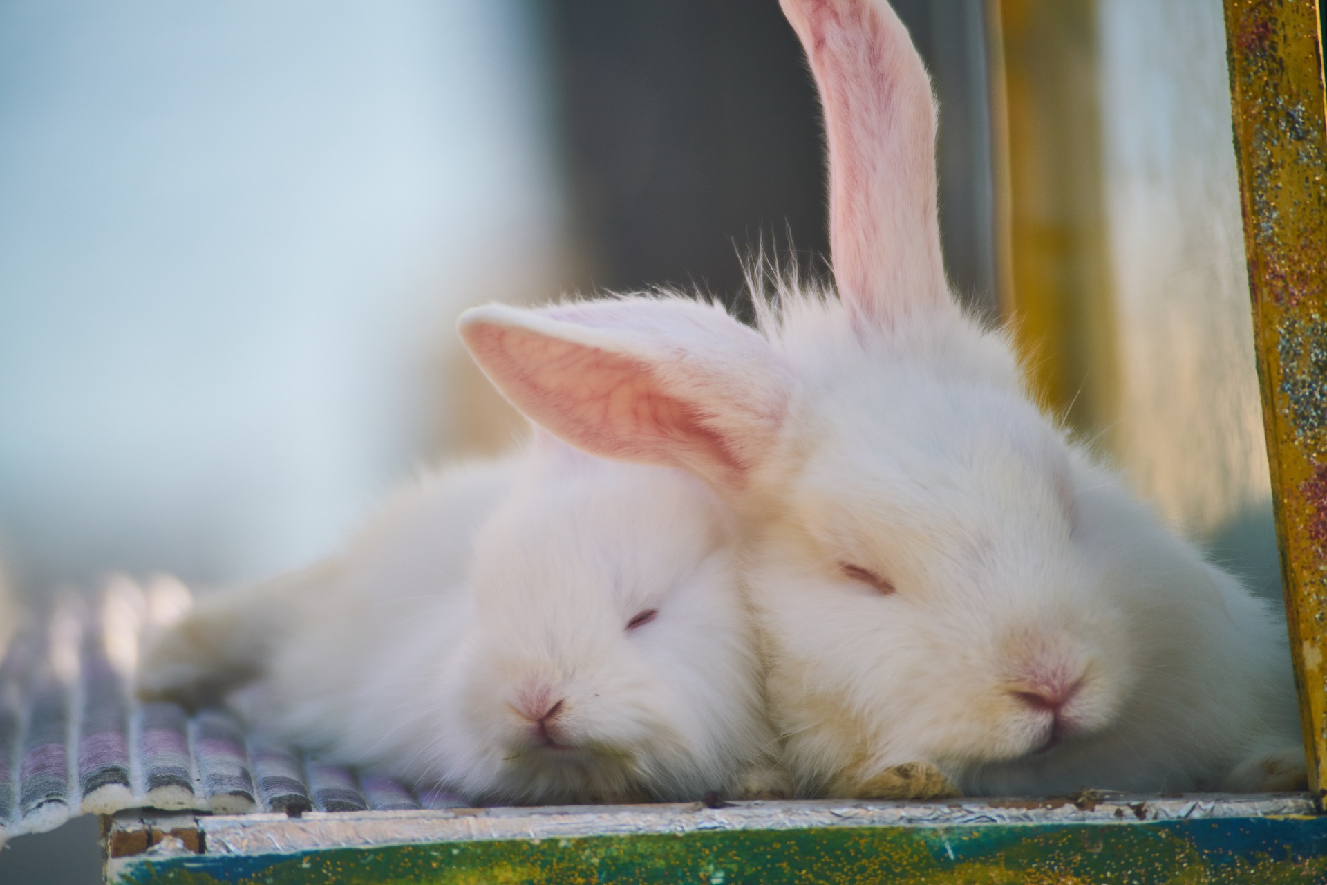 К чему снится кролик серый. Ангорский альбинос. Кролик. Белый кролик. Белый крольчонок.