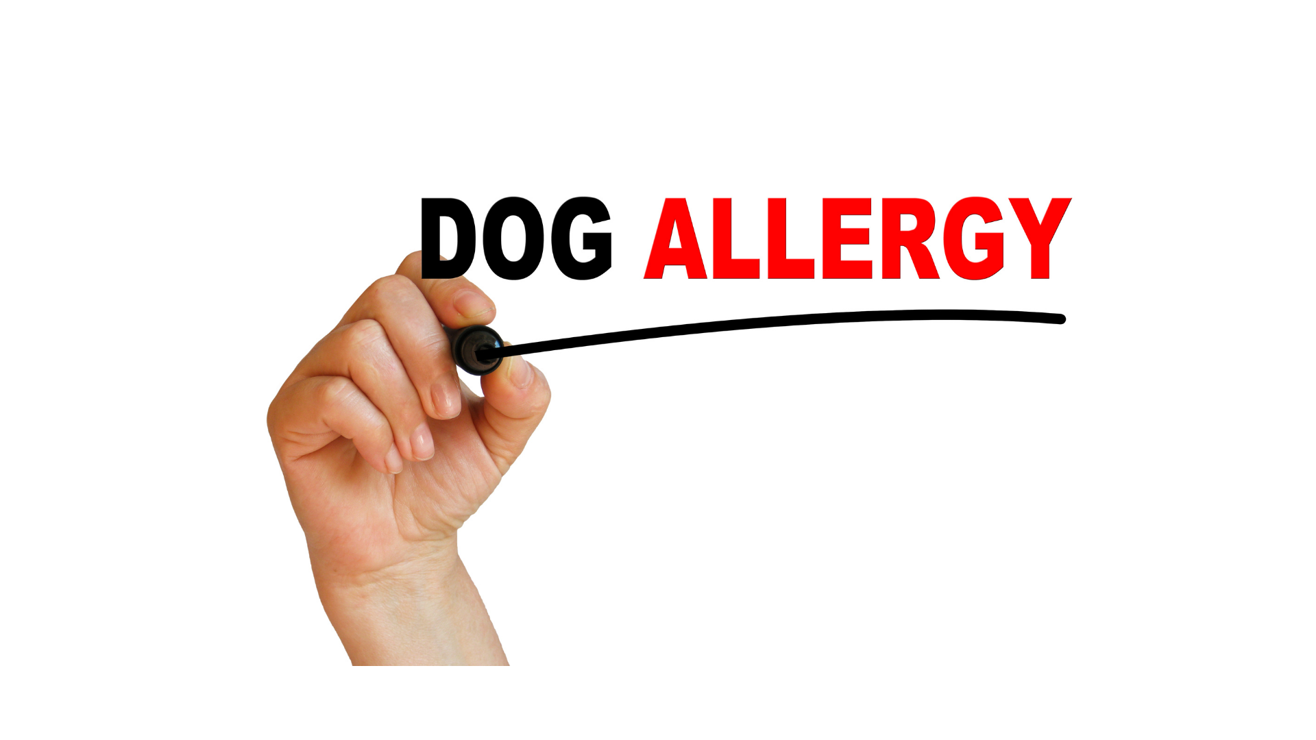 Allergia nei cani