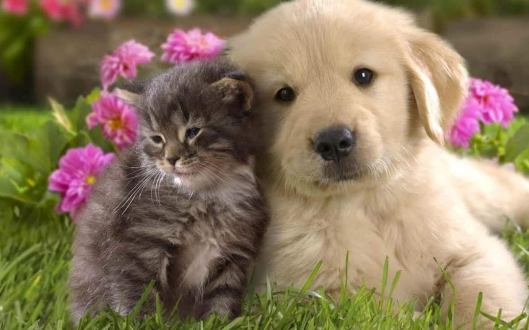 Offerte per animali