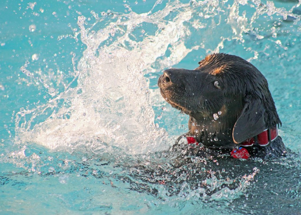 Attività da praticare all'aperto con il cane
