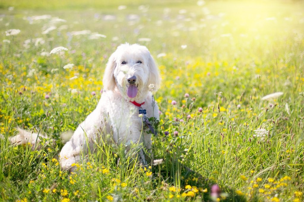 Attività da praticare all'aperto con il cane