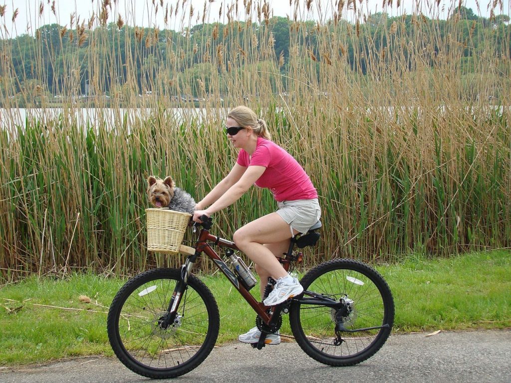 Attività da praticare all'aperto con il cane