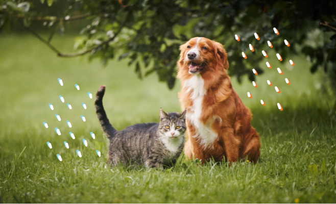 Salute e felicità a quattro zampe: come scegliere l’antiparassitario ideale per il tuo animale domestico