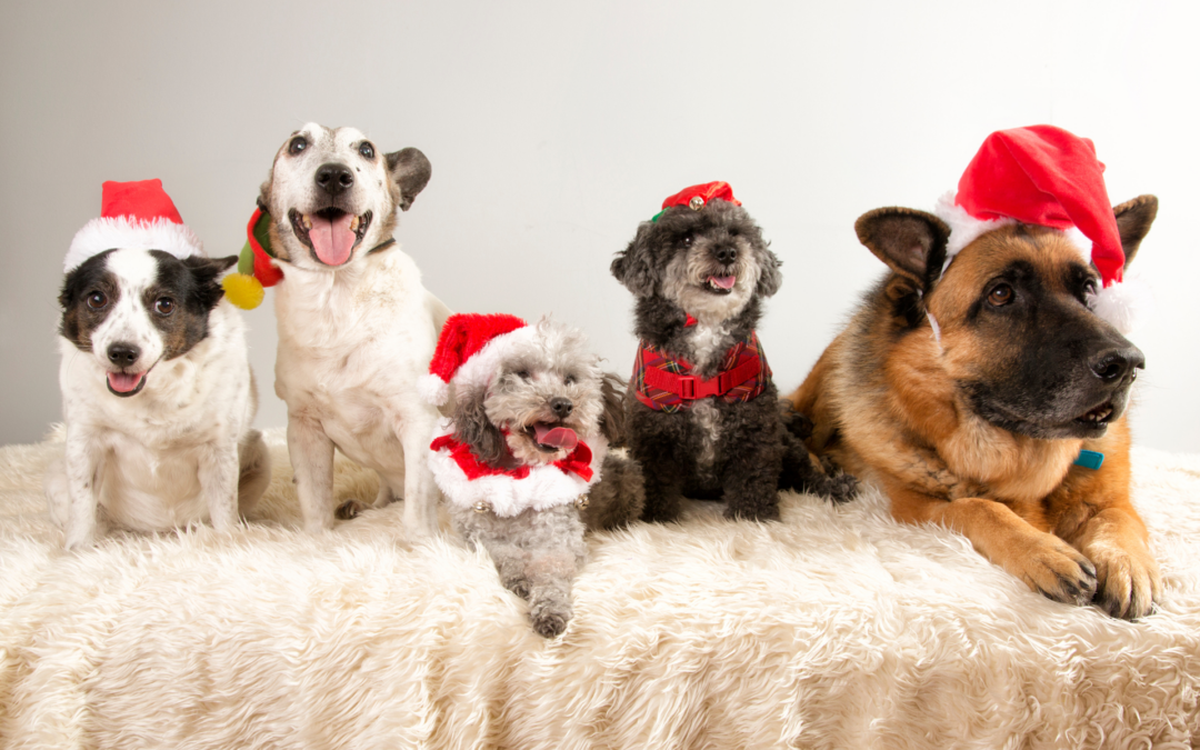 Tutte le offerte per animali dall’8/12 al 28/12